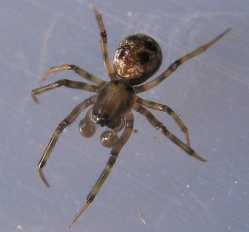 Tapinopa longidens