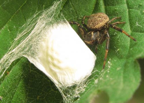 Xysticus sp.