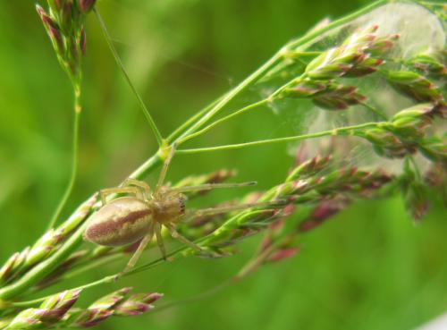 Cheiracanthium sp.