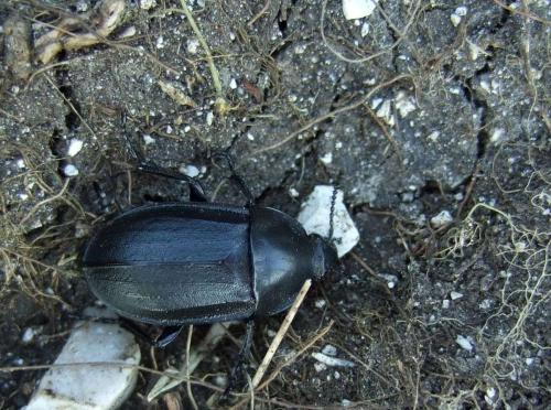 Silpha tyrolensis