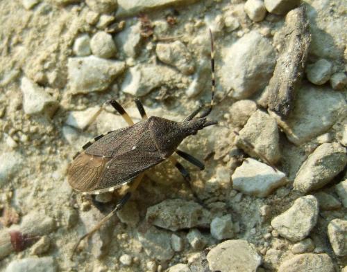 Réf. 34 185 : Dicranocephalus agilis