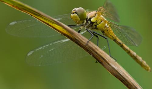 Sympetrum sanguineum
