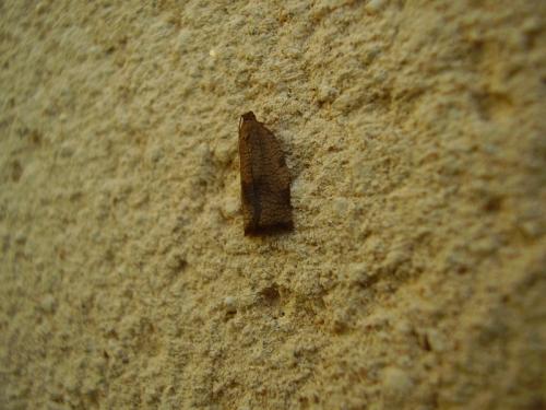 Réf. 34 279 : Cacoecimorpha pronubana