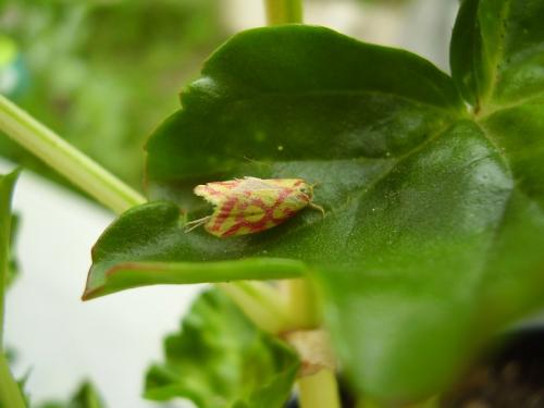 Réf. 34 288 : Hypercallia citrinalis