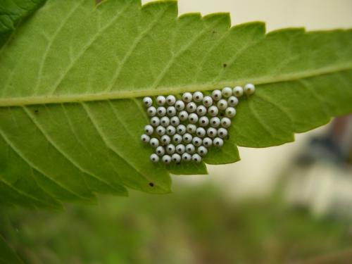Phalera bucephala