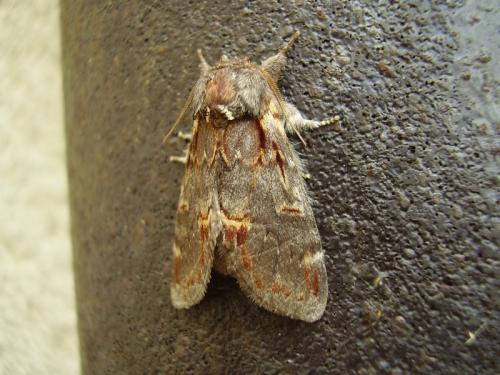 Notodonta dromedarius
