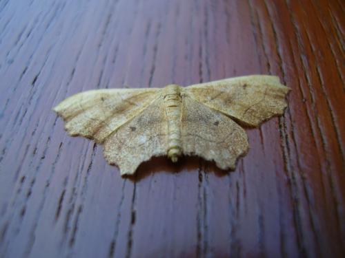 Idaea emarginata