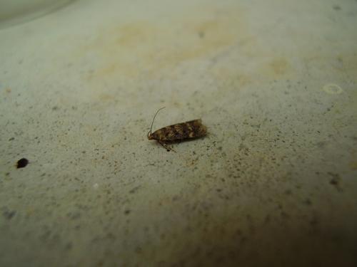 Neofriseria sp.