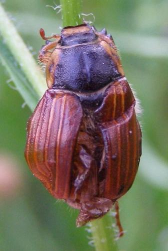 Amphimallon sp.
