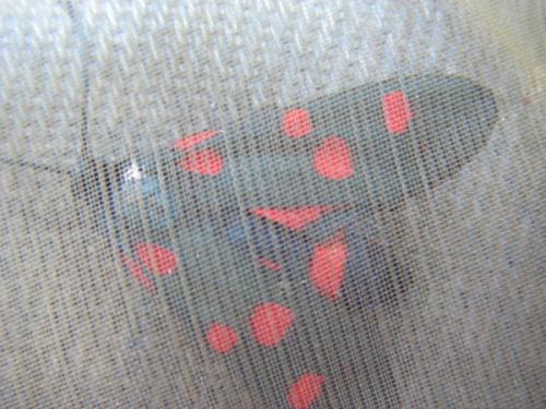Zygaena sp.