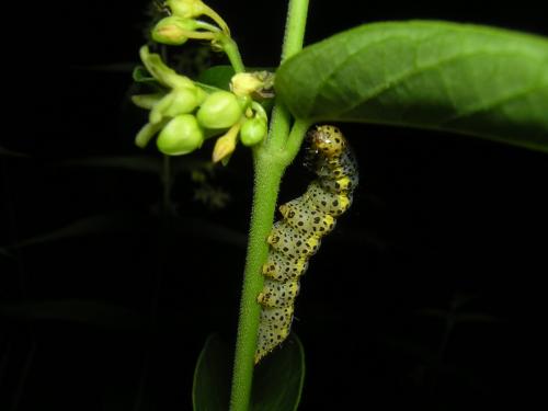 Réf. 34 214 : Abrostola asclepiadis