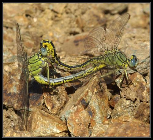 Gomphus pulchellus