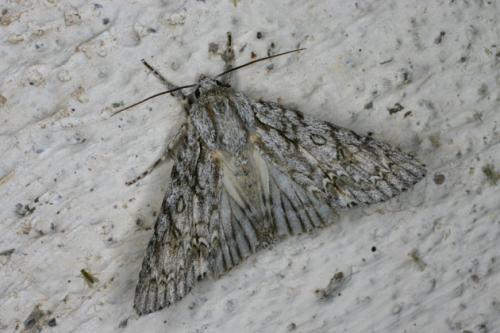 Réf. 34 748 : Acronicta aceris