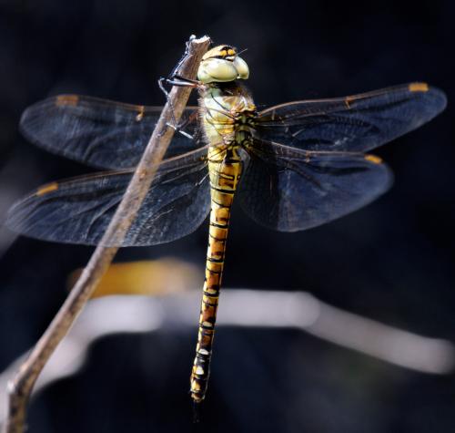 Aeshna affinis