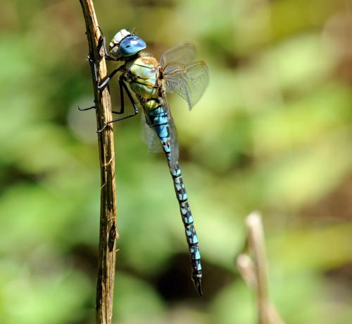 Aeshna affinis