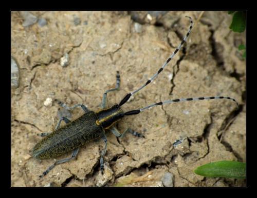 Réf. 34 851 : Agapanthia villosoviridescens
