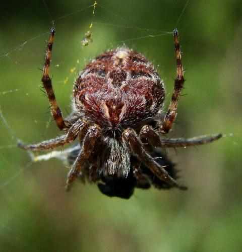 Agalenatea redii