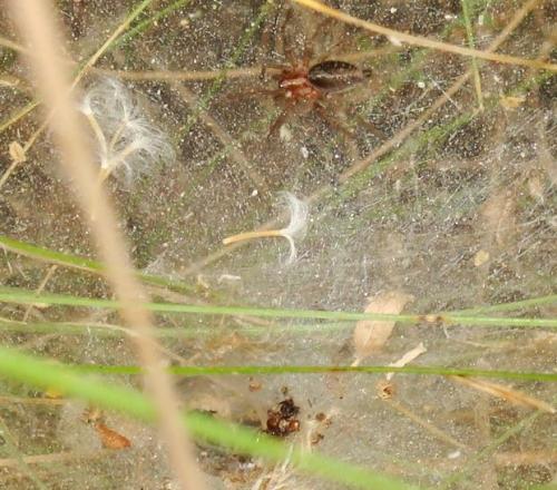 Agelena labyrinthica