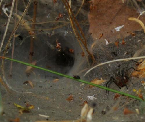 Agelena labyrinthica