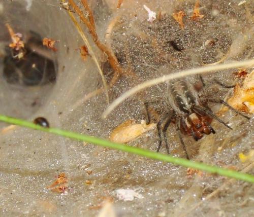 Agelena labyrinthica