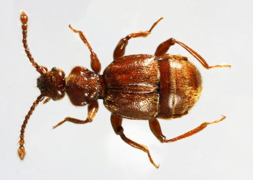 Réf. 34 227 : Trichonyx sulcicollis