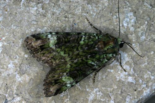 Réf. 34 731 : Anaplectoides prasina