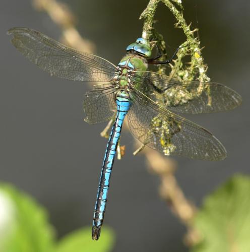 Réf. 34 412 : Anax imperator
