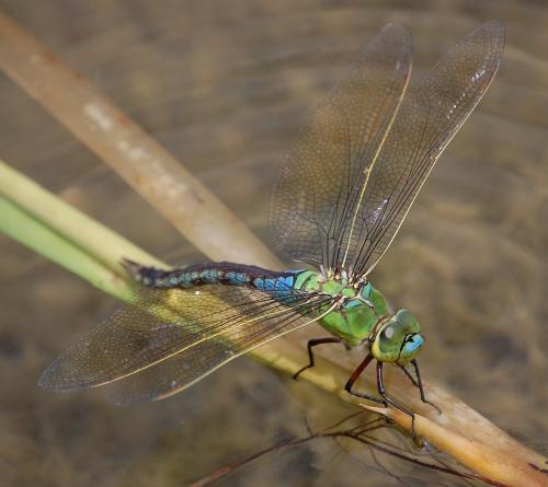 Réf. 34 393 : Anax imperator