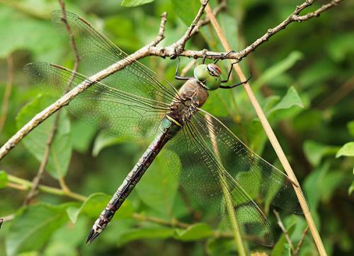 Anax parthenope