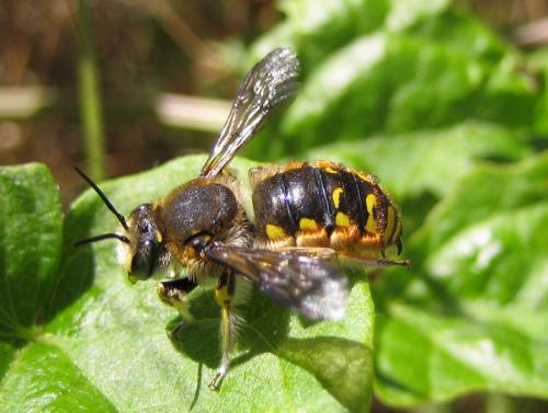 Réf. 34 479 : Anthidium manicatum