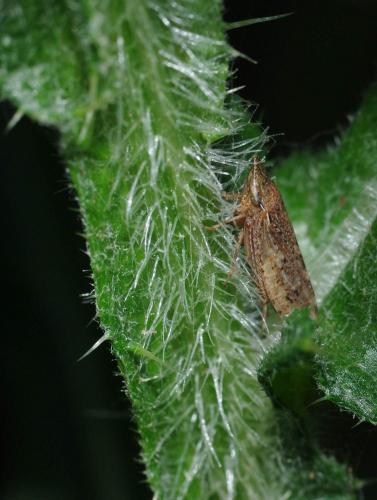 Réf. 34 953 : Aphrodes makarovi