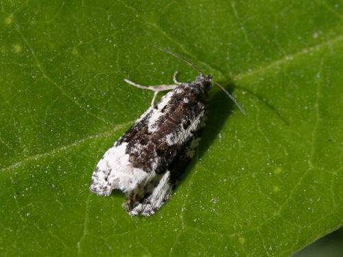 Apotomis turbidana