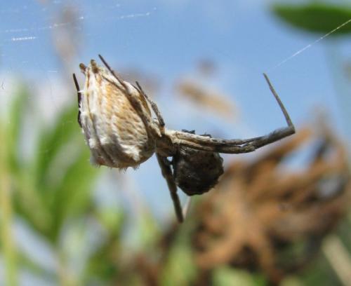 Uloborus walckenaerius