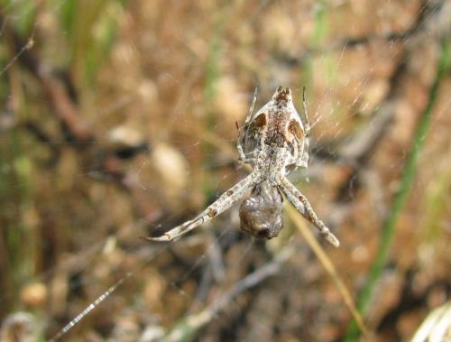 Uloborus walckenaerius
