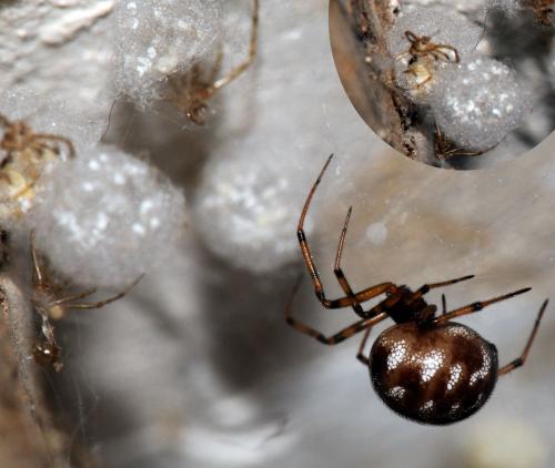 Steatoda triangulosa