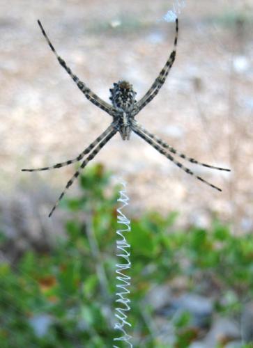 Argiope lobata