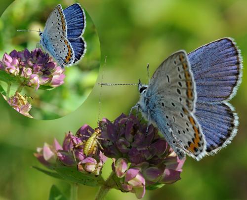 Plebejus argyrognomon