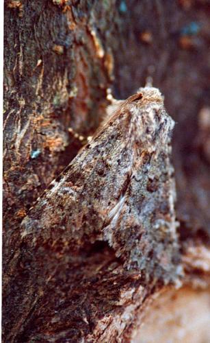 Réf. 34 884 : Mamestra brassicae