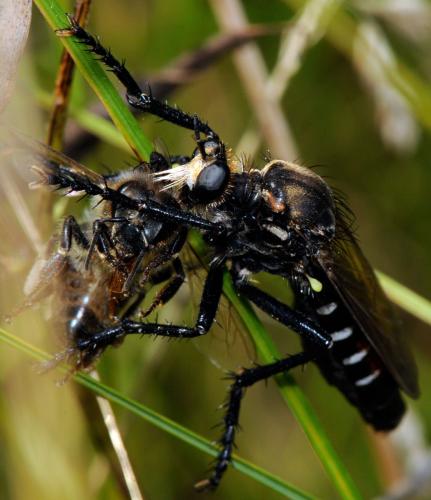 Dasypogon diadema