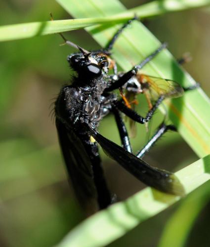 Dasypogon diadema