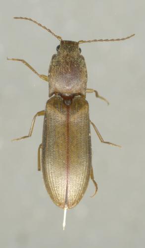 Réf. 34 772 : Athous vittatus