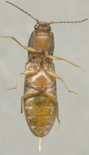 Athous vittatus