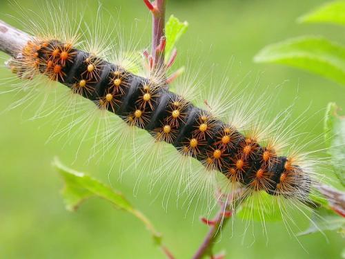 Acronicta auricoma