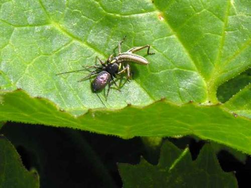 Heliophanus sp.