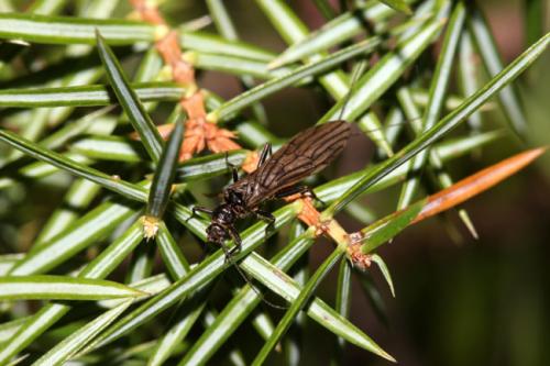 Capnia sp.