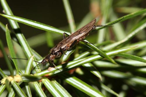 Capnia sp.