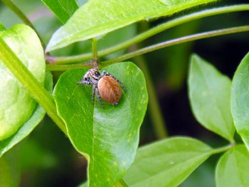 Carrhotus xanthogramma