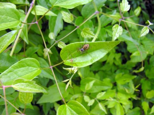 Carrhotus xanthogramma