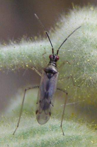 Réf. 34 630 : Dicyphus sp.