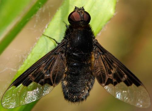 Hemipenthes morio
